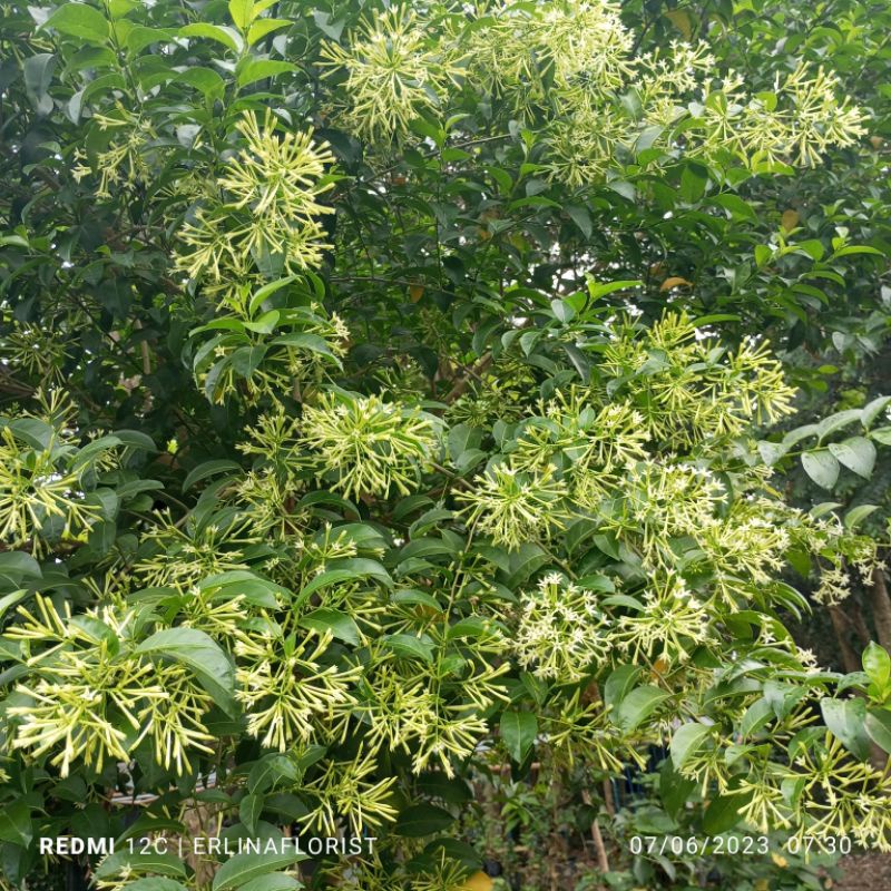 Arum Dalu tanaman Arum Dalu bunganya wangi hasil akulasi mudah berbunga