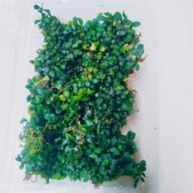 Grosir Bucephalandra Mini  Micro Silver Porsi Mika Kyx