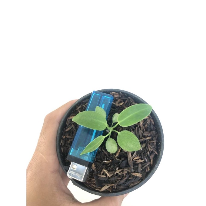 Anturium Lidah Gajah Remaja [Cod]