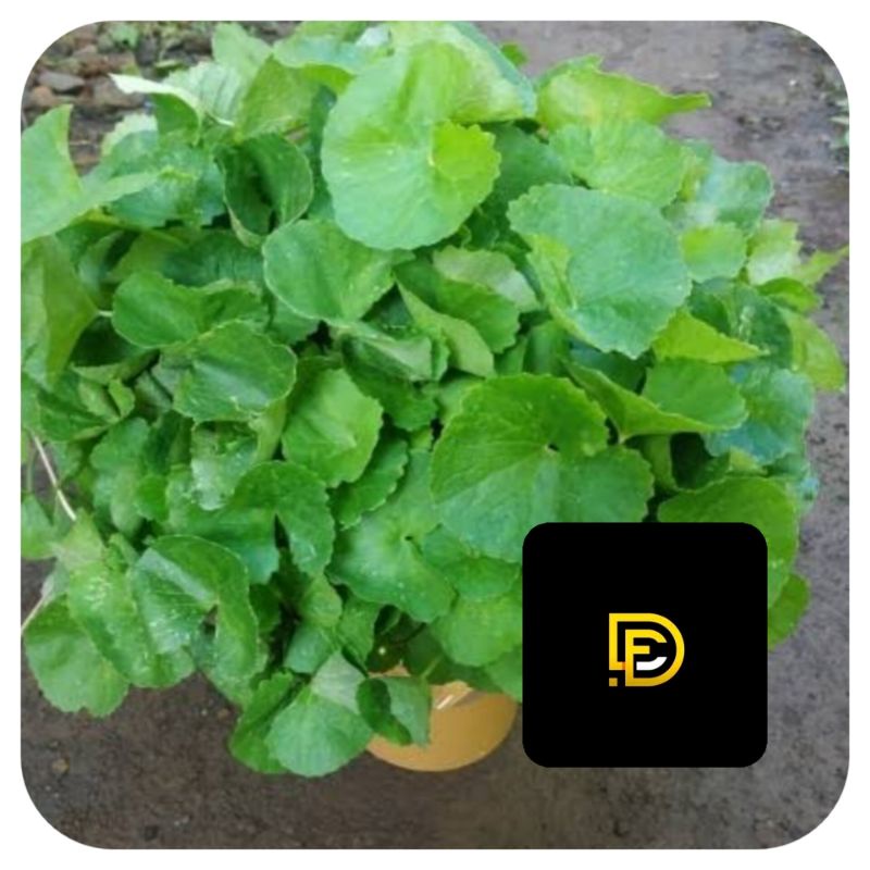 

Daun pegagan segar petik langsung 1 kg-az