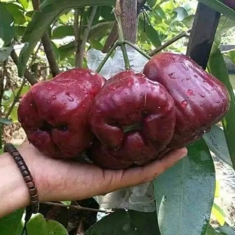 Bibit jambu air black diamond siap berbuah