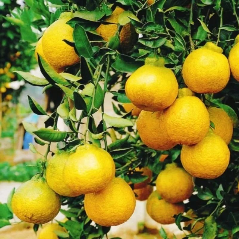 Bibit jeruk dekopon berbuah original batang besar