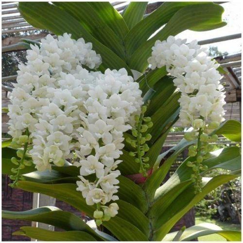 Best Seller Rhynchostylis Gigantea White Dewasa
