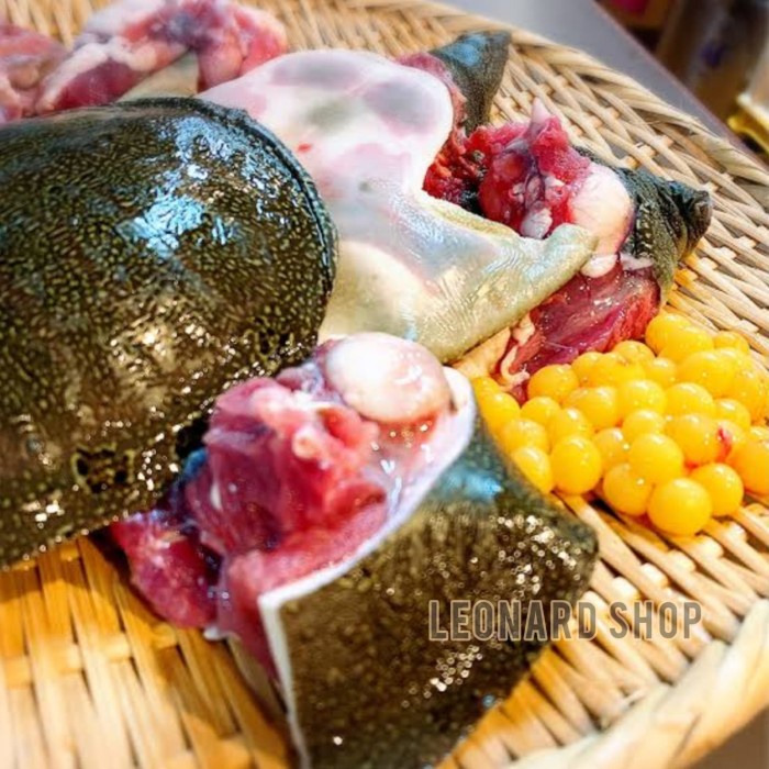DAGING PIO KURA LABI BESAR HIDUP FRESH KONSUMSI BULUS SOFTSHELL TURTLE
