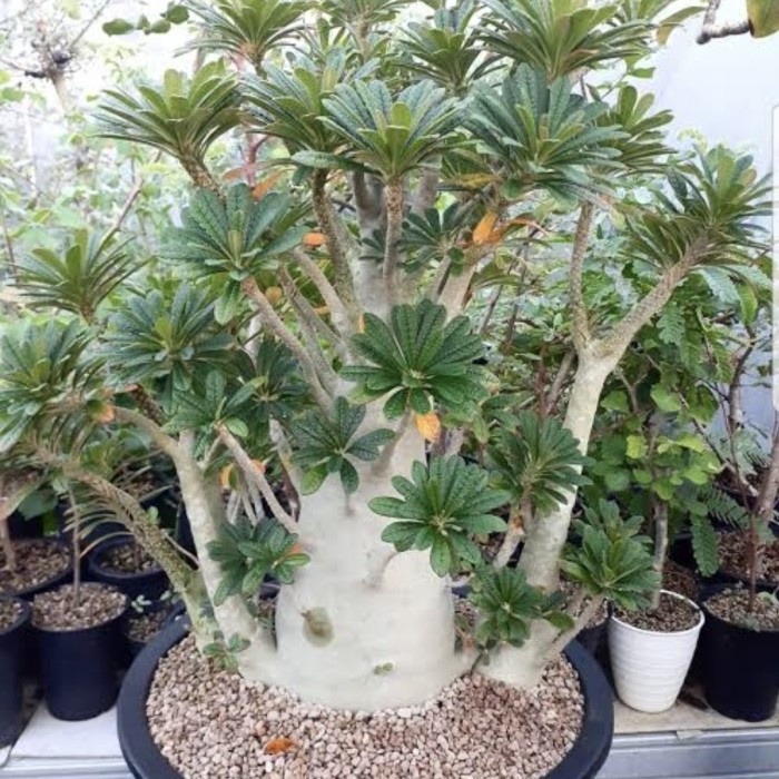 HOT SALE DORSTENIA GIGAS TANAMAN HIAS TERLARIS