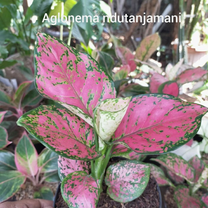 FLASH SALE PAKET HEMAT AGLONEMA / AGLONEMA LIPSTIK, LEGACY, NDUT ANJAMANI MURAH TERLARIS