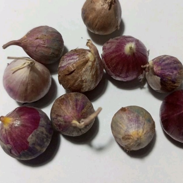 

Bawang Tunggal Lanang Putih Kecil 1kg