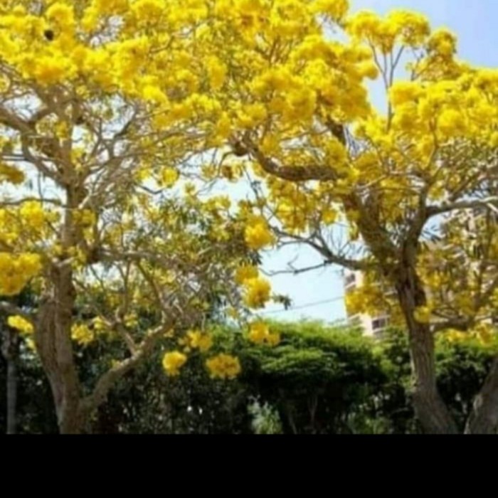 Terlaris Pohon Tabebuya 3-4 Meter