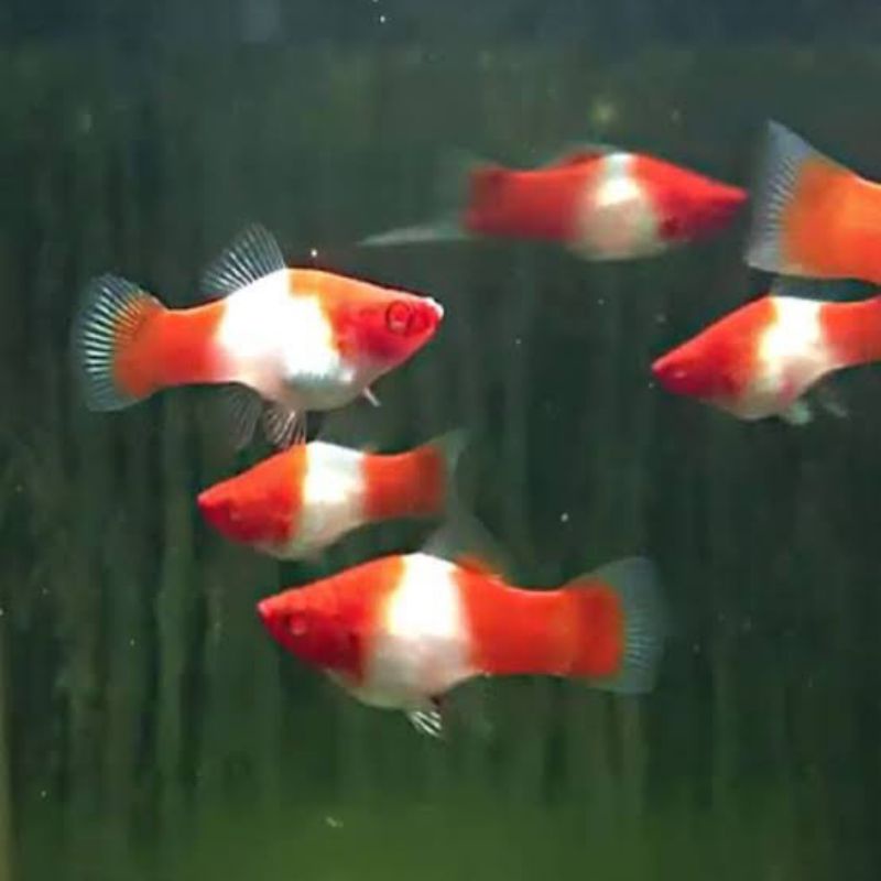 PLATY KOHAKU HIASAN AQUARIUM