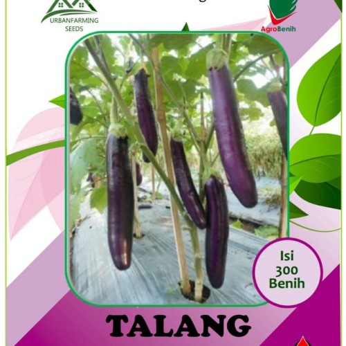 Benih Bibit Biji Terong Terung Panjang Ungu TALANG