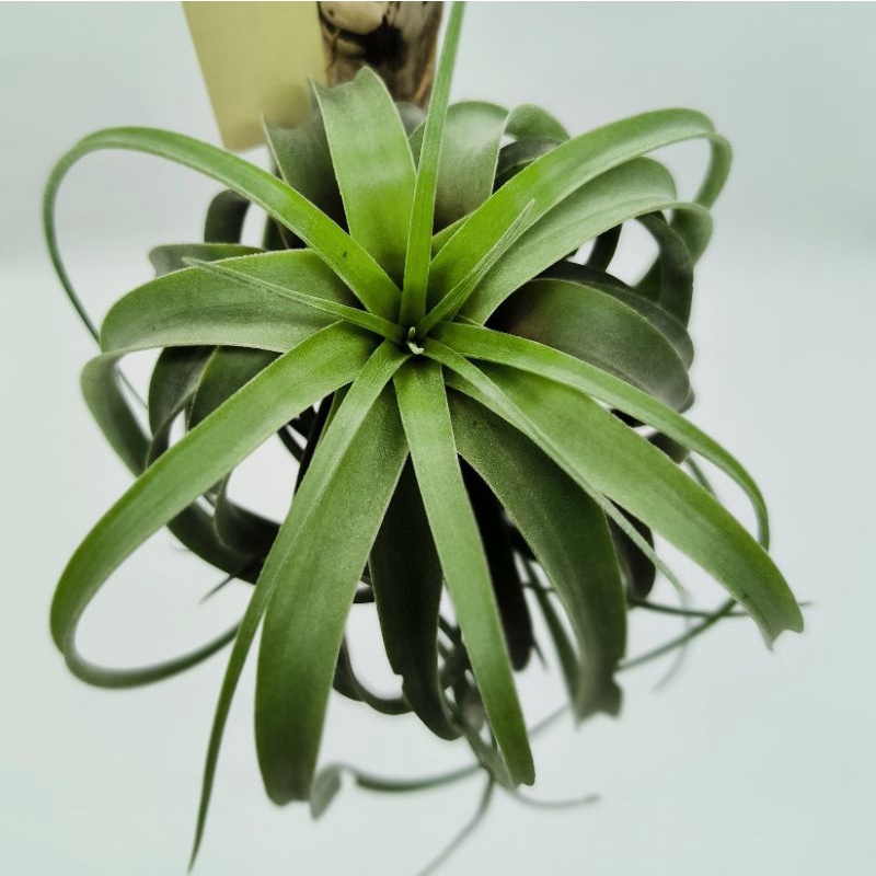 Tillandsia Eric Knobloch / Tanaman Udara / Air Plant