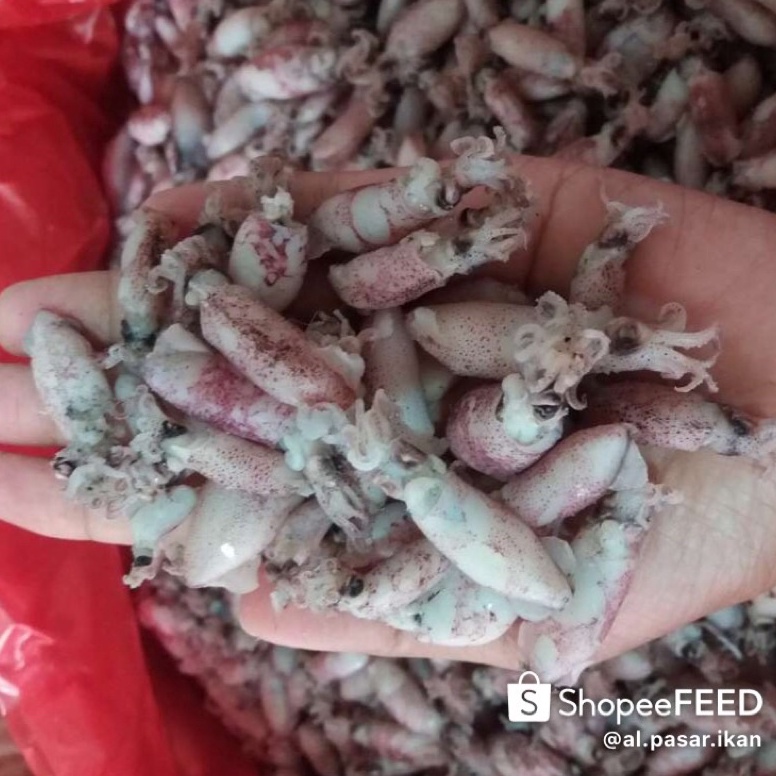 

ㅚ ikan asin beby cumi 500gram ス