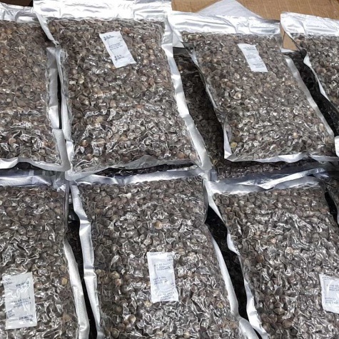 

FLASH SALE X87 ✔100% ORIGINAL BIJI KELOR HITAM KERING KWALITAS PREMIUM 500 sd 1KG / ORGANIK GRADE A / La Mu Zi / Moringa ⇛