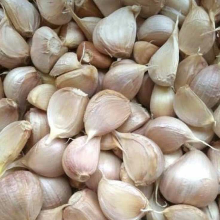 

COD✔️ BAWANG PUTIH KATING /KG