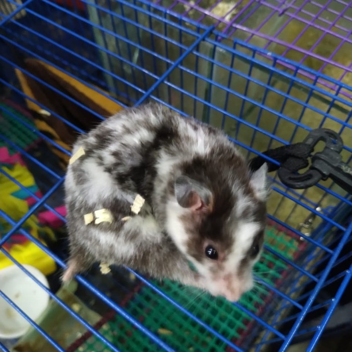 hamster fujiyama torto