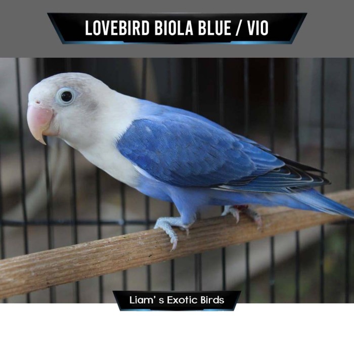 Burung Lovebird Biola Blue