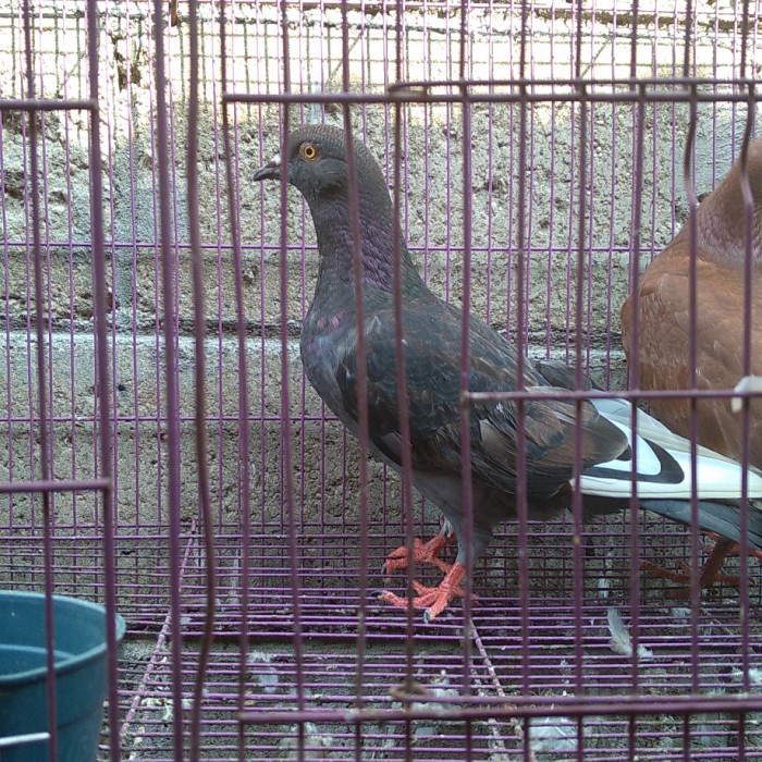 Terlaris Burung Dara Pasangan Jantan Betina