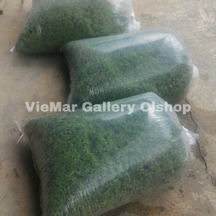 HOT SALE AZOLLA MICROPHYLLA SUPER SEGAR ALTERNATIF PAKAN TERNAK COD BOGOR TERLARIS