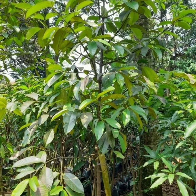 MUST HAVE POHON BUAH MANGGIS TINGGI 2 METER TERLARIS