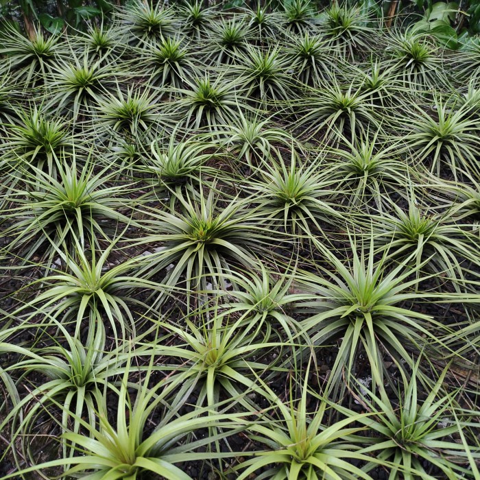 MUST HAVE TILLANDSIA CONCOLOR TERMURAH