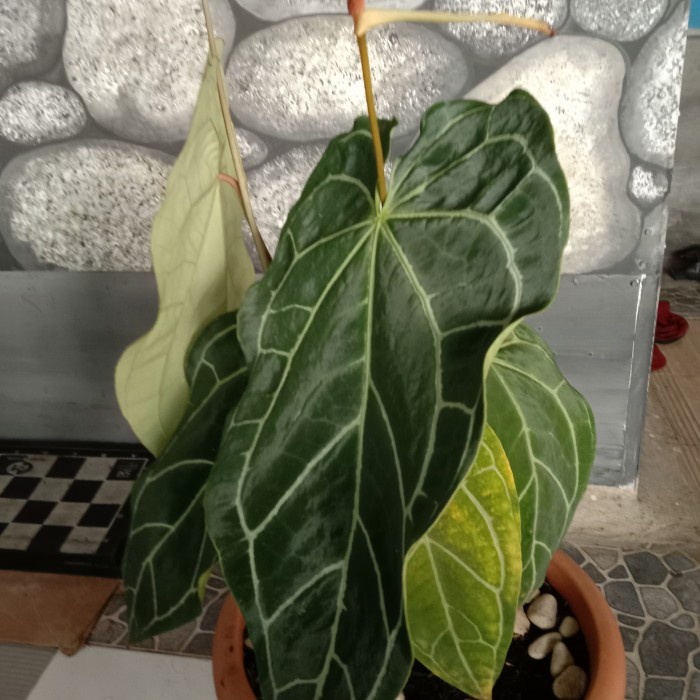 DISKON SPESIAL TANAMAN KUPING GAJAH BESAR INDUKAN TERMURAH