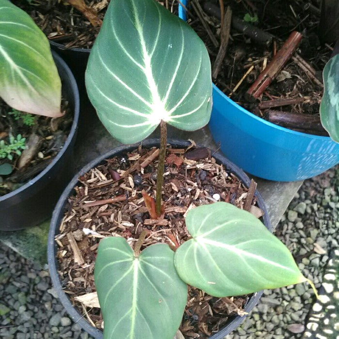 PROMO PHILODENDRON GLORIOSUM DARK FORM ORI TERLARIS