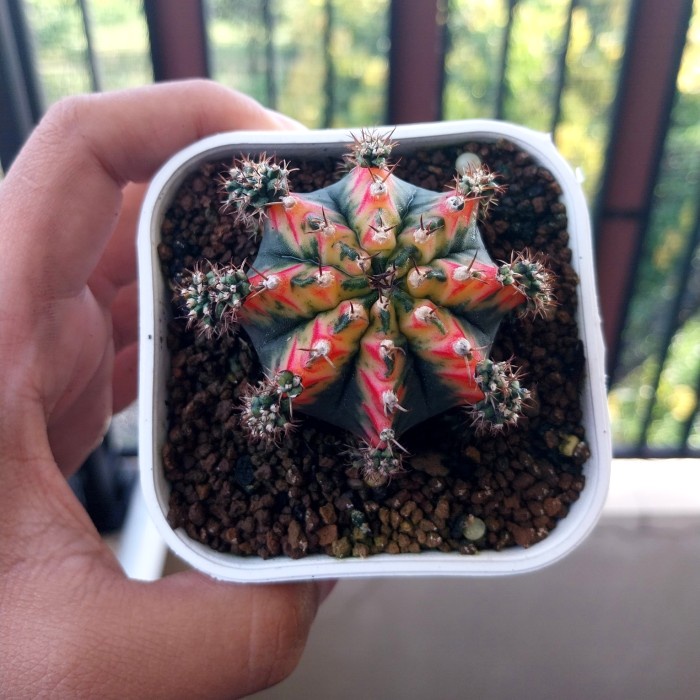 HOT SALE!!! KAKTUS GYMNO MULTICOLOR WARNA CORAK CANTIK OWNROOT MURAH TERMURAH