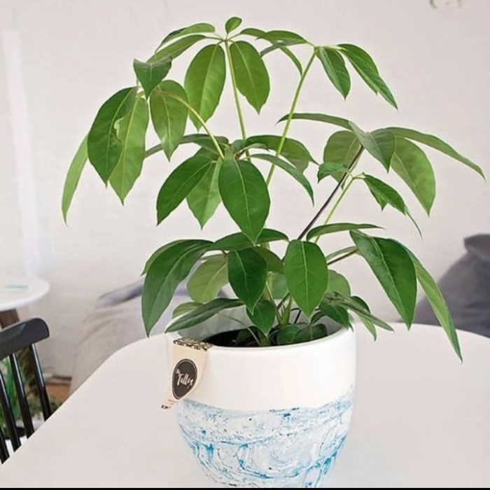 MUST HAVE IS POHON WALISONGO TANAMAN INDOOR WALISONGO TINGGI 1 METER TERMURAH