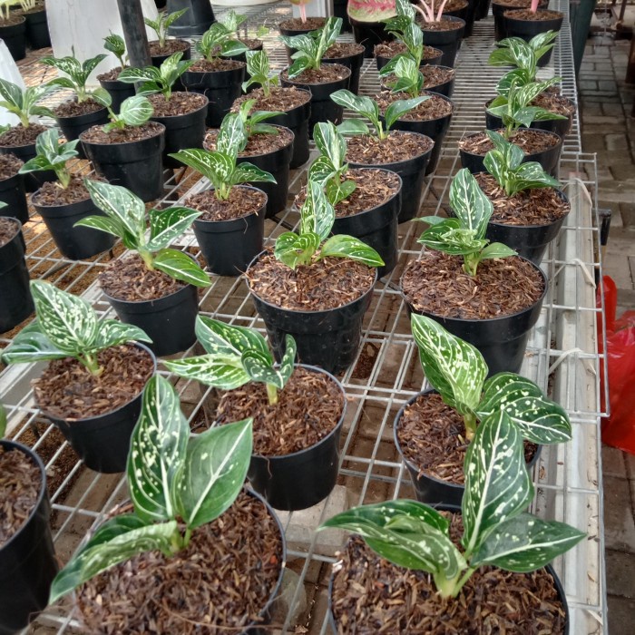 MUST HAVE TANAMAN HIAS AGLONEMA SITI NURBAYA TERLARIS