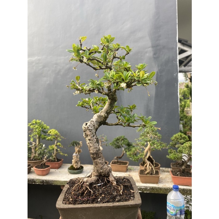 PROMO IS BONSAI HOKIANTEA SUDAH JADI TERMASUK POT TERMURAH