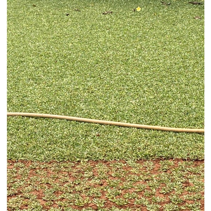 FLASH SALE RUMPUT GAJAH MINI VARIGATA 1 X 1 METER TERLARIS