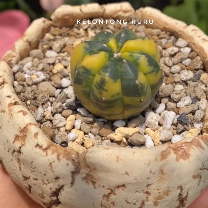 PROMO KAKTUS ASTROPHYTUM VARIEGATA TERBARU