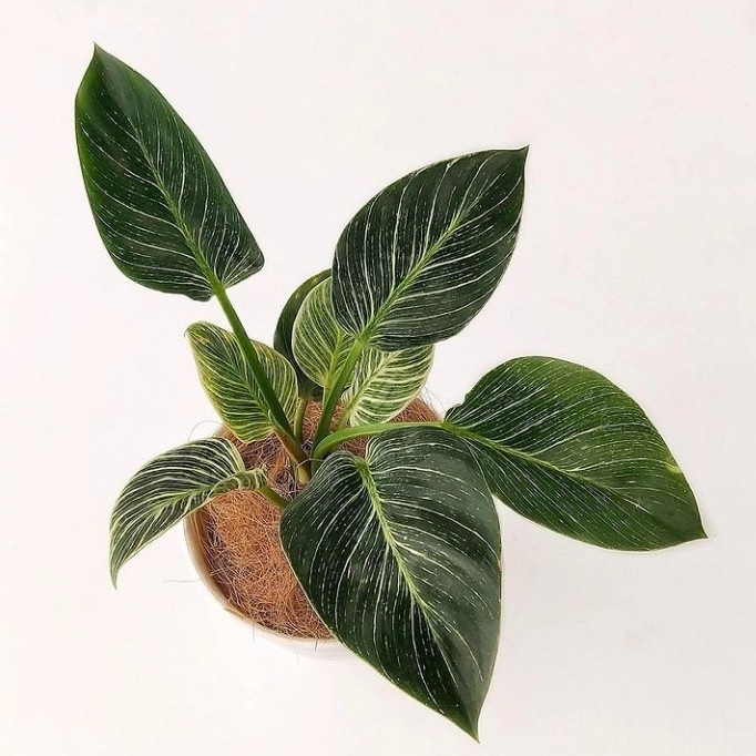 PROMO TANAMAN HIAS PHILODENDRON BIRKIN RIMBUN INC POT TAWON PUTI / REAL TERLARIS