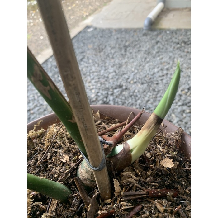 MUST HAVE MONSTERA DECURSIVA RHAPIDOPORA TANAMAN HIAS TERBARU