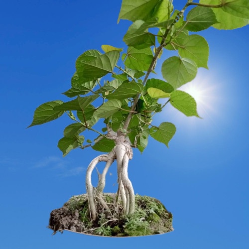 FLASH SALE BONSAI WARU INDIA PROGRAM ROOT EKSPOSE TERBARU