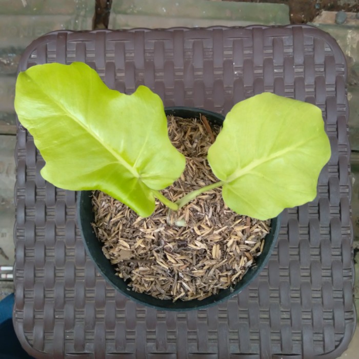 MUST HAVE PHILODENDRON WARSCEWICZII AUREA GOLDEN SMALL REAL PICT TERMURAH