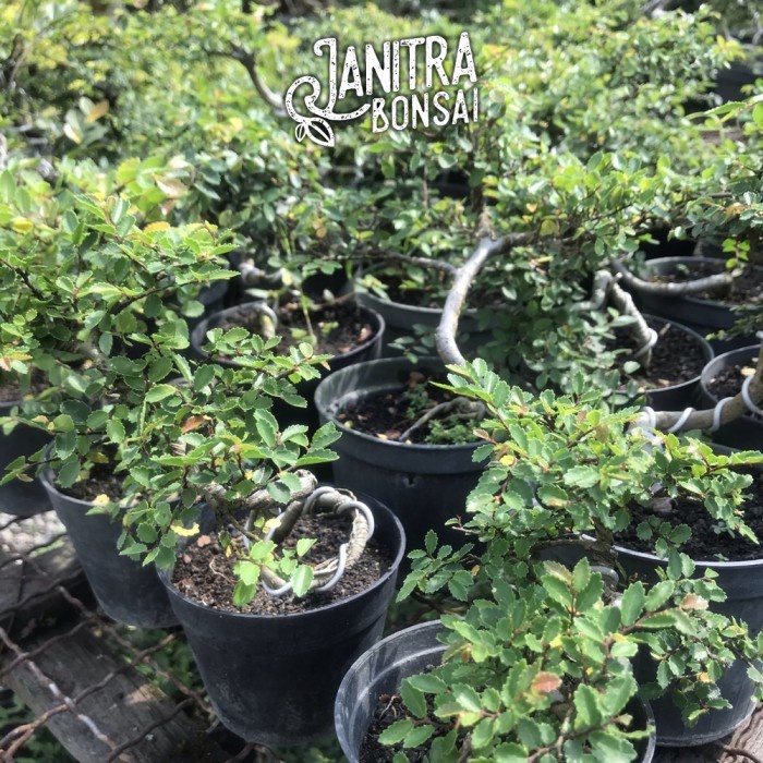 PROMO CG BONSAI ULMUS MICRO JADI SIAP PAJANG TERLARIS