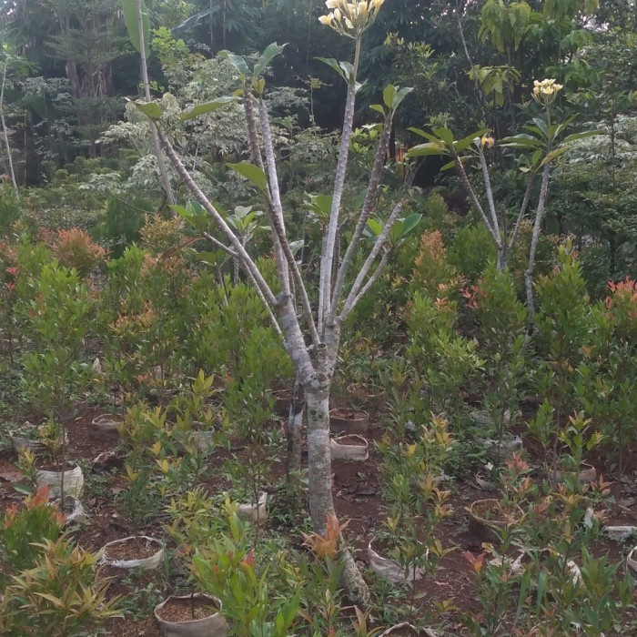 PROMO POHON KAMBOJA TINGGI 2 METER BUNGA KUNING SEPERTI GAMBAR TERBARU
