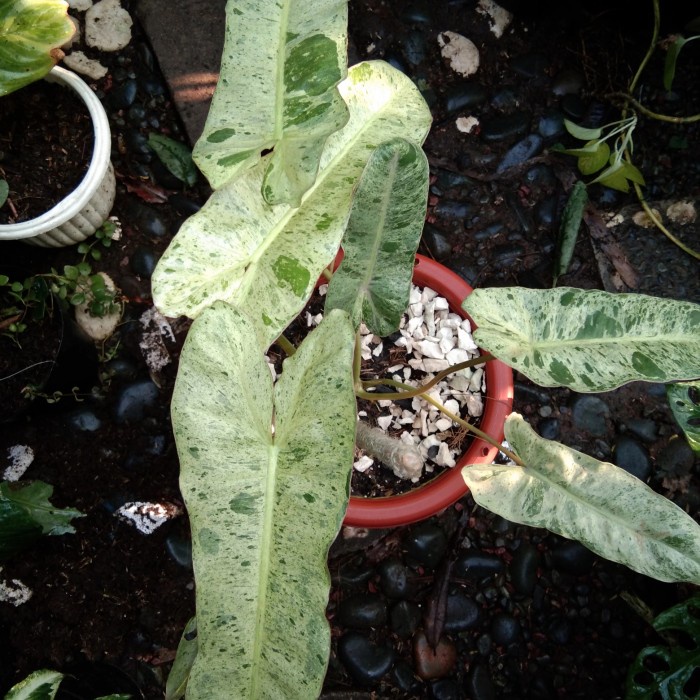 FLASH SALE PHILODENDRON PARAISO VERDE VARIGATA TERLARIS