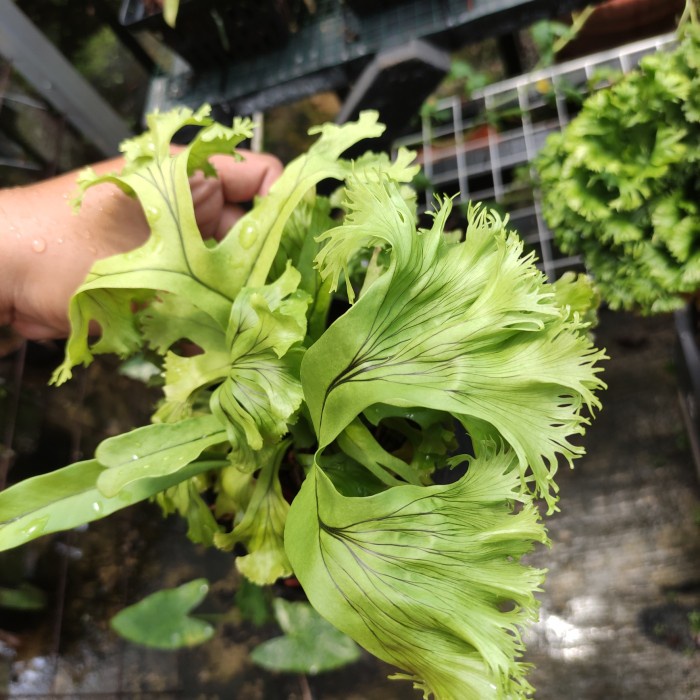 MUST HAVE KADAKA UNIK KADAKA HIAS TERMURAH