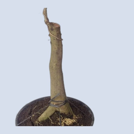 PROMO TANAMAN BONSAI RUKEM BAHAN PROSPEK FORMAL TERLARIS