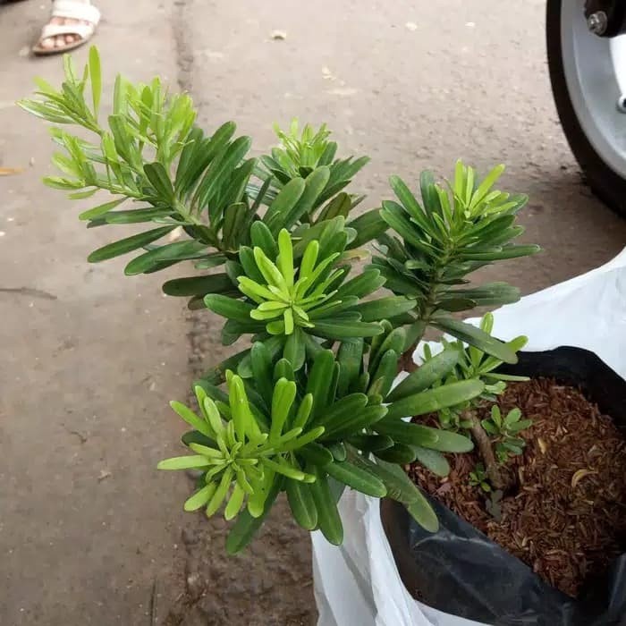 MUST HAVE TANAMAN LOHANSUNG CINCUAN BAHAN BONSAI , POHON LOHANSUNG CINCUAN TERBARU