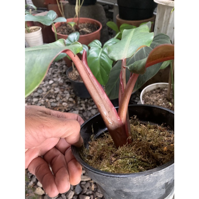 MUST HAVE PHILODENDRON TRICOLOR MARMALADE HIAS TERBARU