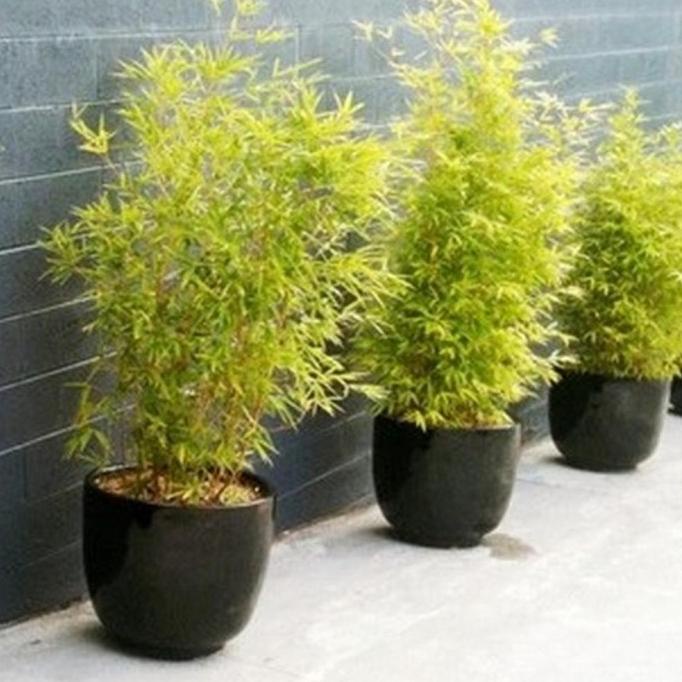 Terbaru Bibit Tanaman Hias Bambu Kuning Mini / Bambu Hias Mini