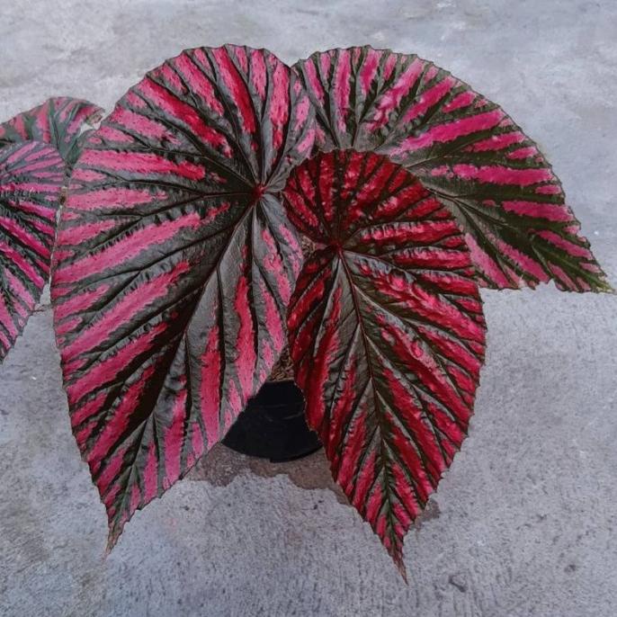 Sale 8.8 Tanaman Bunga Begonia Rex Wallet / Begonia Rex Walet