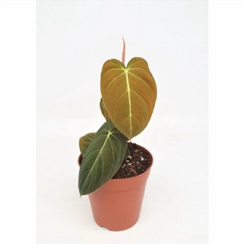 PROMO PHILODENDRON MELANOCHRYSUM NARROW FORM RIMBUN TERBARU