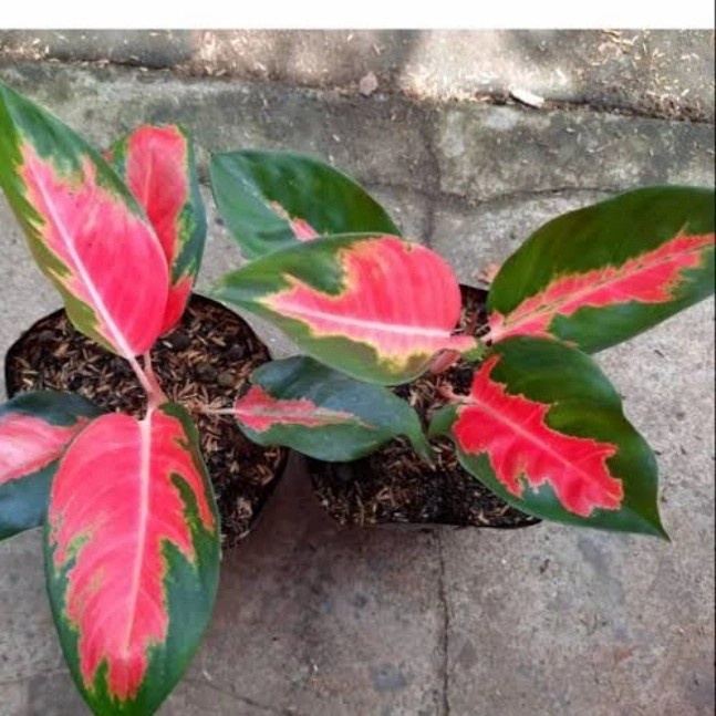 HOT SALE TANAMAN HIAS AGLONEMA RED KOCHIN HYBRID. AGLONEMA TEMBAGA TERLARIS