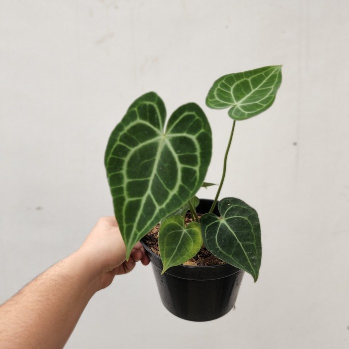 MUST HAVE!! IS ANTHURIUM CLARINERVIUM DARK FORM TERMURAH