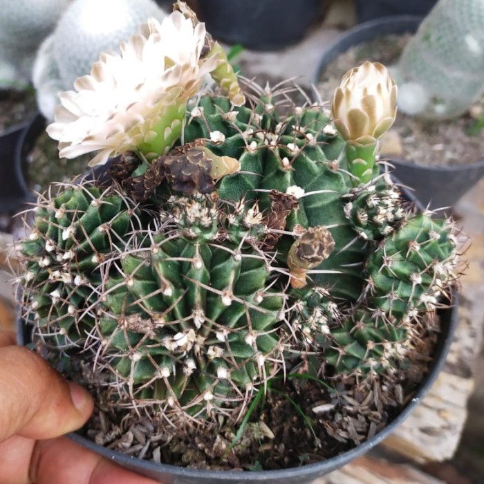 PROMO KAKTUS GYMNOCALYCIUM MIHA GYMNO CLUSTER BUNGA BESAR CACTUS TANAMAN TERBARU