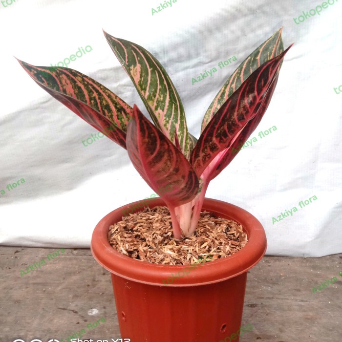 PROMO AGLONEMA RED SUMATRA REMAJA TERBARU